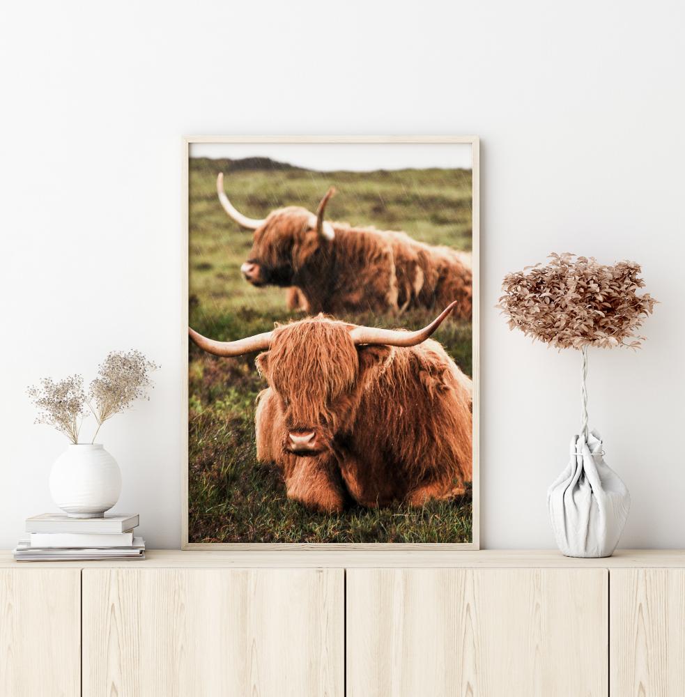 Highland Cattle Poster