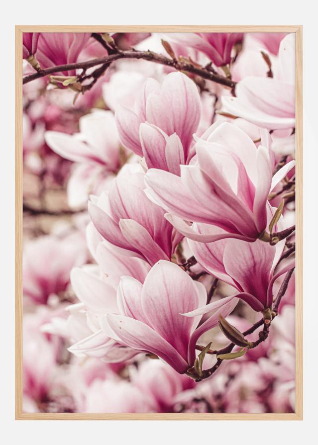 Magnolia Tree Poster