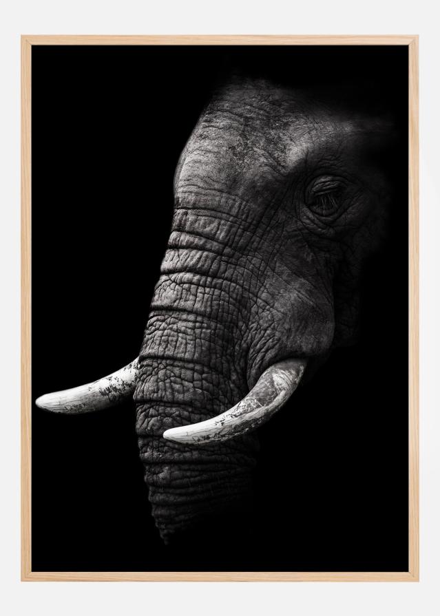 Portrait Elephant Poster