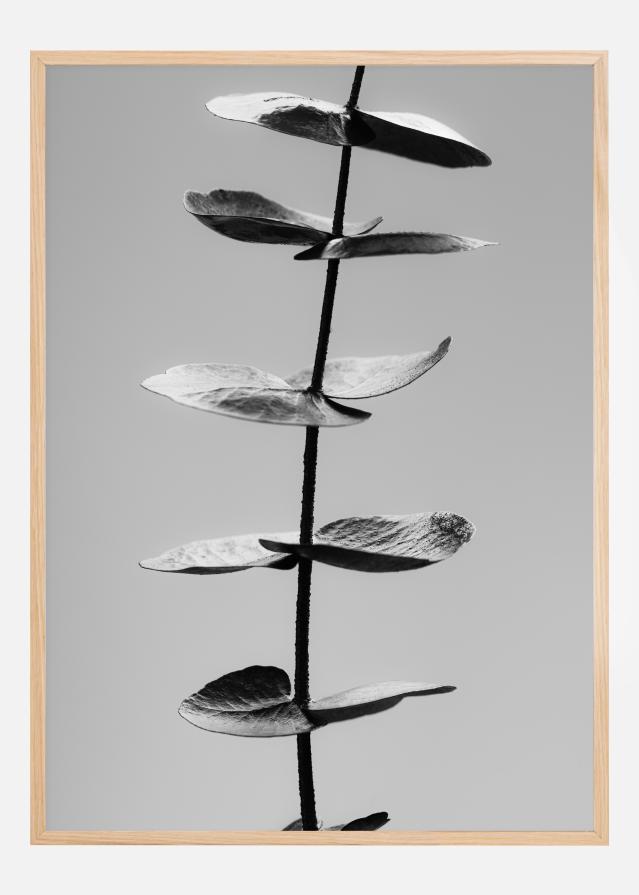 Eucalyptus Bw Poster