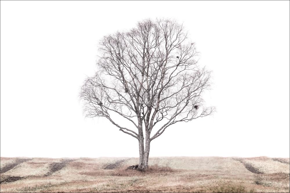 The lonely tree Poster