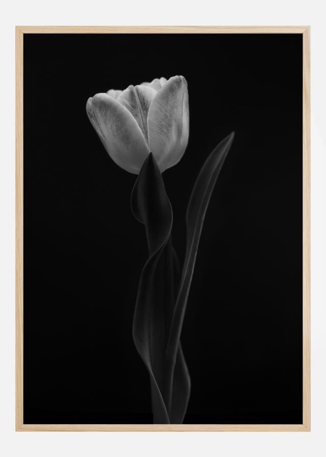 Tulip Poster