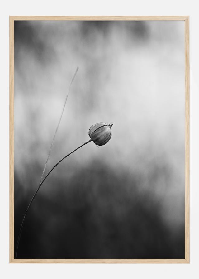 Flax After Flowering Poster