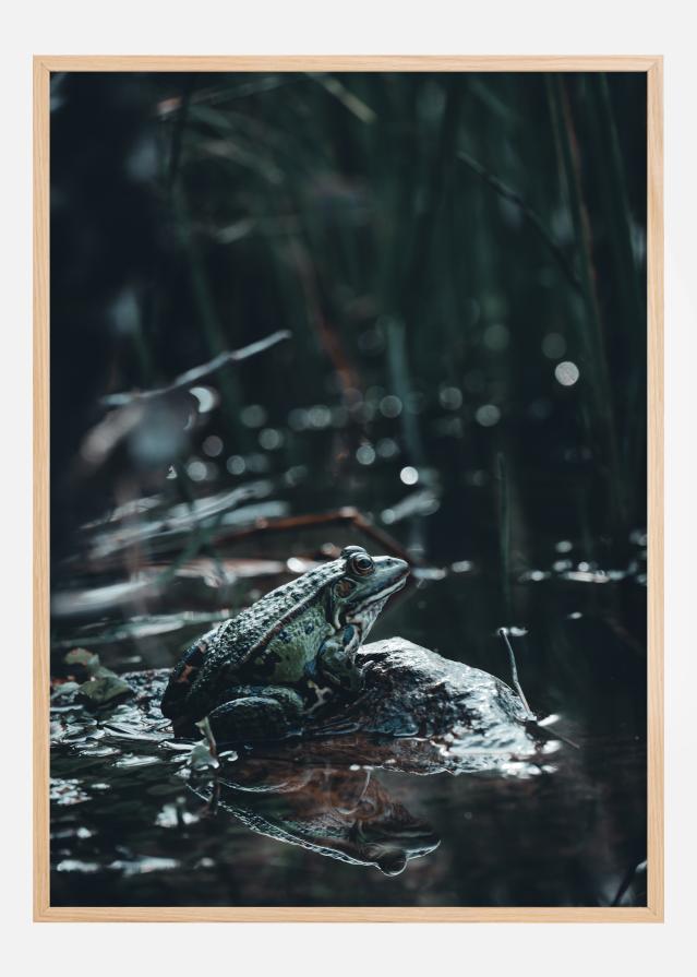 Frog Poster