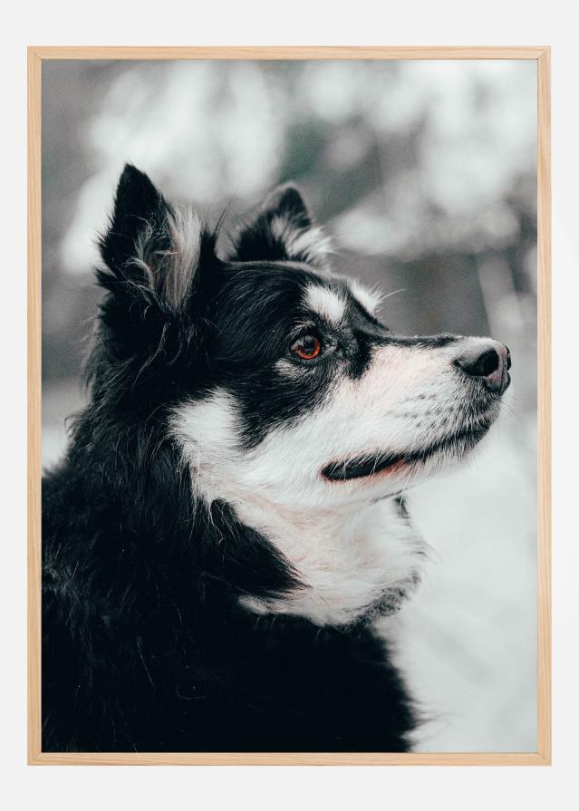 Finnish Lapphund Poster